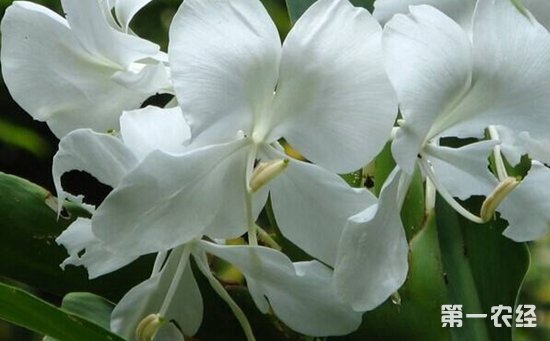 姜花如何盆栽？姜花的盆栽养护
