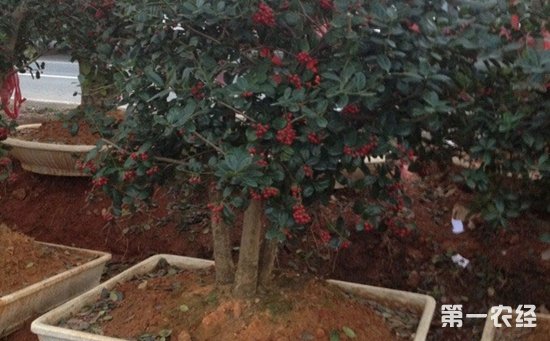 庭院栽无刺枸骨好吗？无刺枸骨盆景欣赏