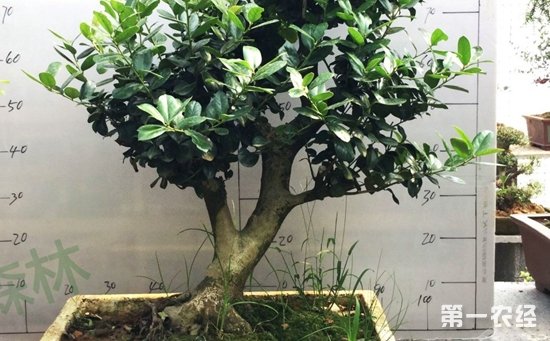 庭院栽无刺枸骨好吗？无刺枸骨盆景欣赏