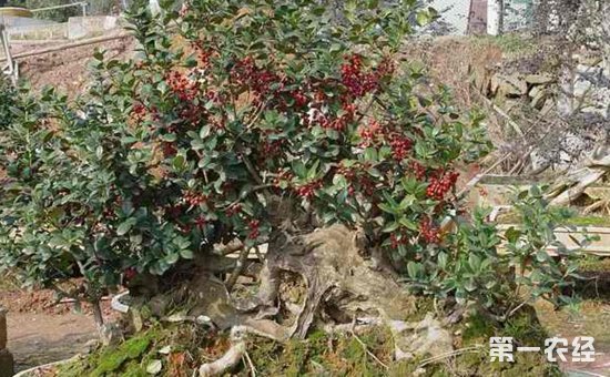 庭院栽无刺枸骨好吗？无刺枸骨盆景欣赏