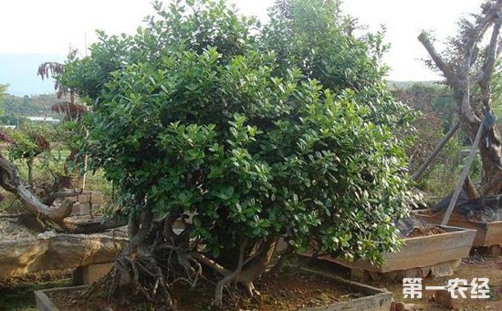 庭院栽无刺枸骨好吗？无刺枸骨盆景欣赏