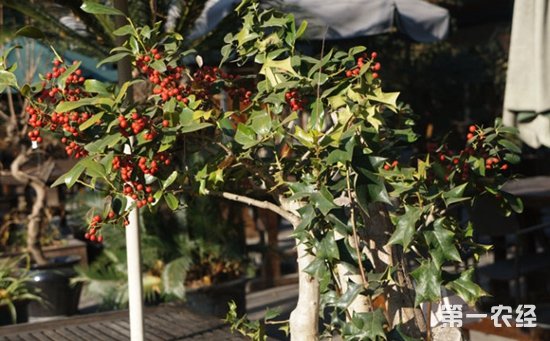 庭院栽无刺枸骨好吗？无刺枸骨盆景欣赏