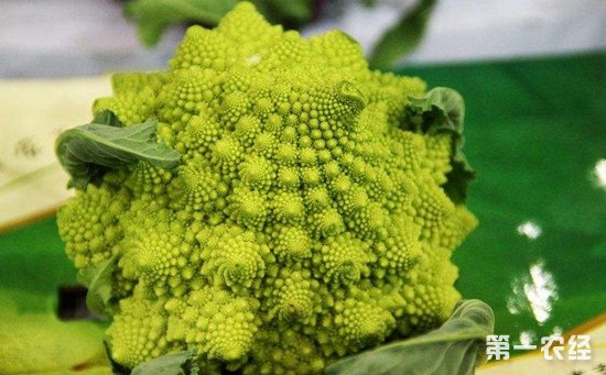 5种适合阳台种植的蔬菜介绍！好看好养还好吃
