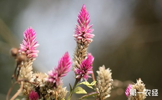 兔耳草会开花吗？兔耳草花的图片