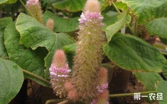兔耳草会开花吗？兔耳草花的图片