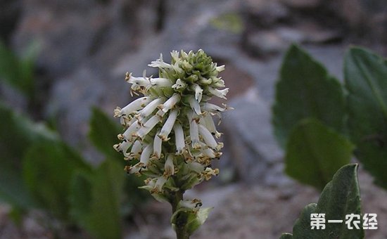 兔耳草会开花吗？兔耳草花的图片