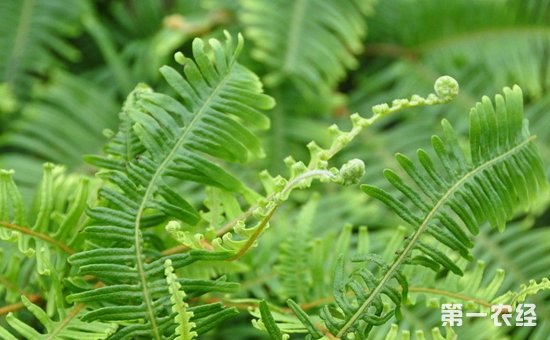 乌毛蕨会开花吗？