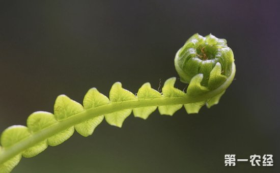 乌毛蕨会开花吗？