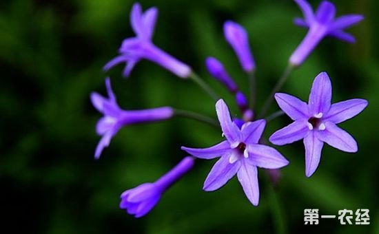 紫娇花怎么繁殖？紫娇花的繁殖方法