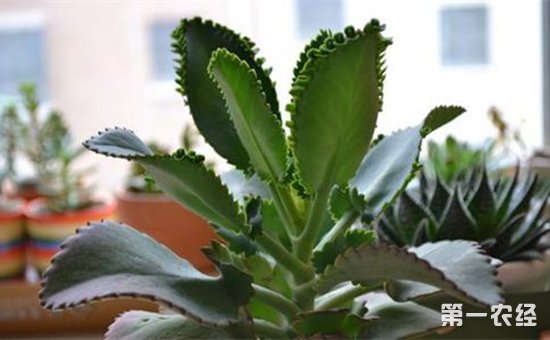 3种好养又好看的盆栽植物介绍！“植物杀手”的福音