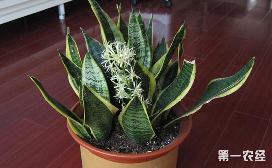3种好养又好看的盆栽植物介绍！“植物杀手”的福音