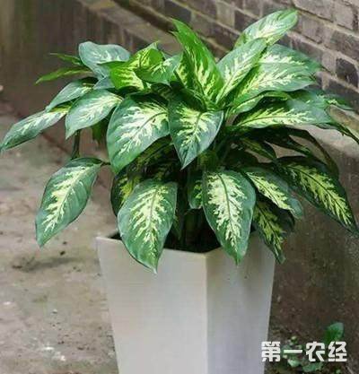 ●银柳