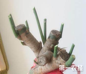发财树怎么修剪？发财树修剪方法图解