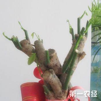 发财树怎么修剪？发财树修剪方法图解