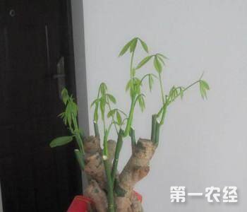 发财树怎么修剪？发财树修剪方法图解