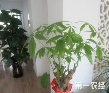 发财树怎么修剪？发财树修剪方法图解