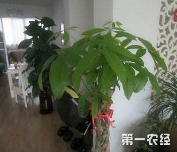 发财树怎么修剪？发财树修剪方法图解
