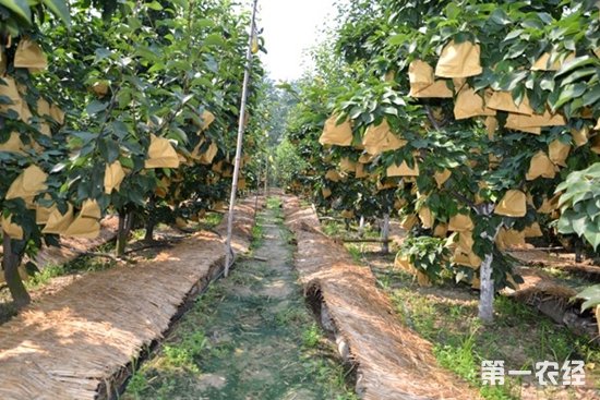 栽植要点：