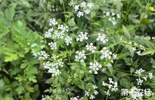 蛇床子产地在哪？蛇床子怎么种？蛇床子种植技术