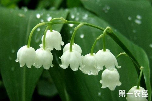 铃兰是什么植物？铃兰植物资料介绍