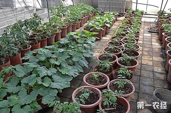 盆栽蔬菜怎么种？盆栽蔬菜种植技术