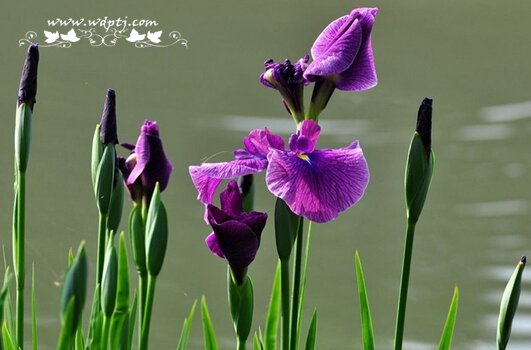 菖蒲花学名叫什么_菖蒲花种球怎么养？