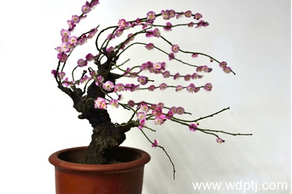 腊梅花盆景养护方法介绍及图片大全欣赏