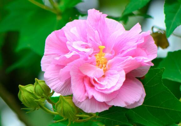 芙蓉花怎么养？芙蓉花的养殖方法