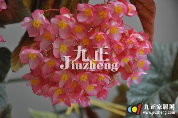 竹节海棠怎么养 竹节海棠的养殖方法和注意事项