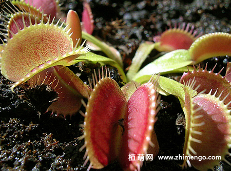 捕蝇草种植方法步骤
