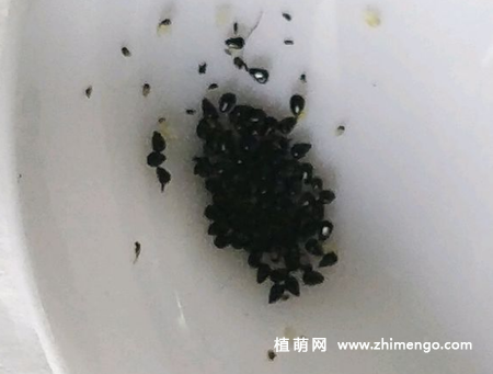 捕蝇草种植方法步骤