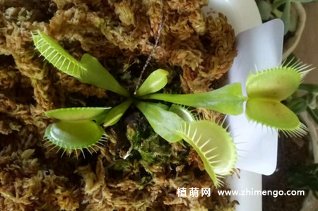 捕蝇草种植方法步骤