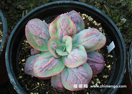 多肉植物狂野男爵怎么养