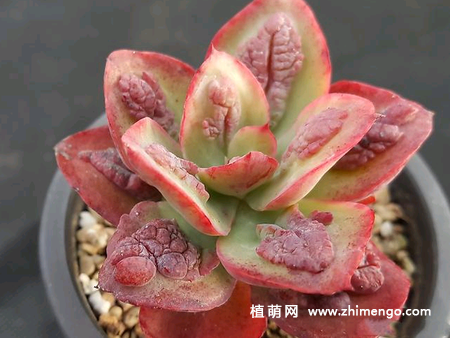 多肉植物狂野男爵怎么养