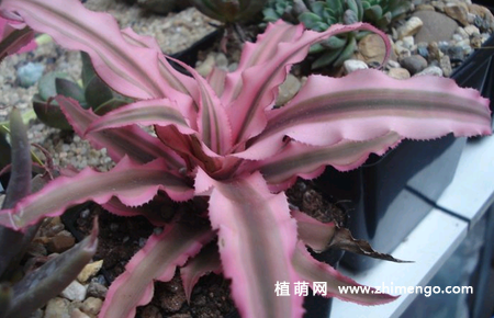 粉海星多肉怎么养，5种养护方法