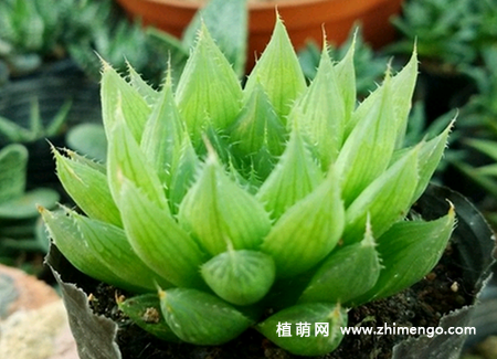 三角琉璃莲多肉养殖方法