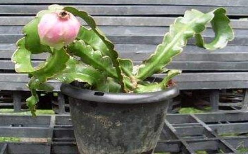 火龙果盆栽种植温度