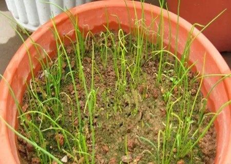 盆栽香葱的种植方法
