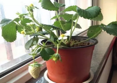 盆栽草莓的种植方法