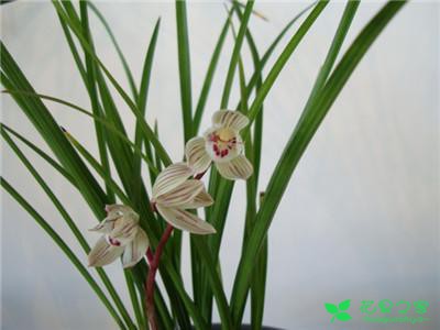 河州牡丹—墨兰的养殖方法和注意事项