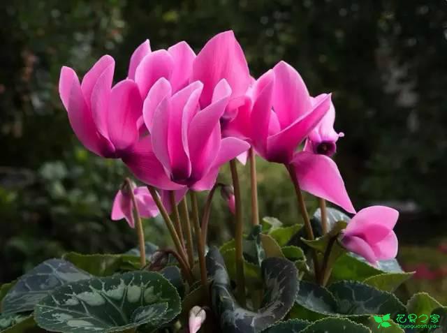 仙客来水培养殖，开花更好看