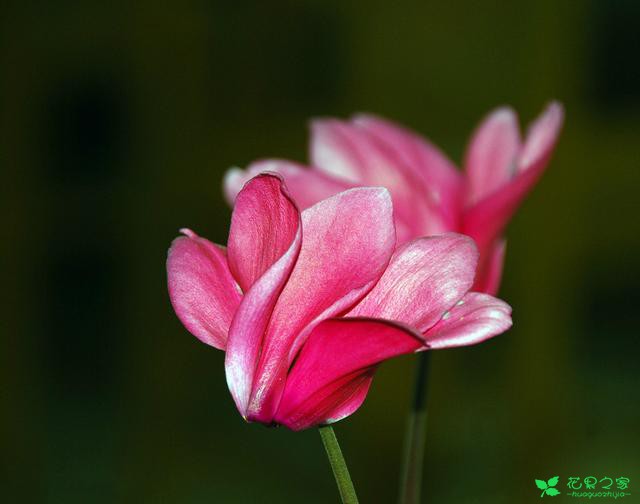 仙客来水培养殖，开花更好看