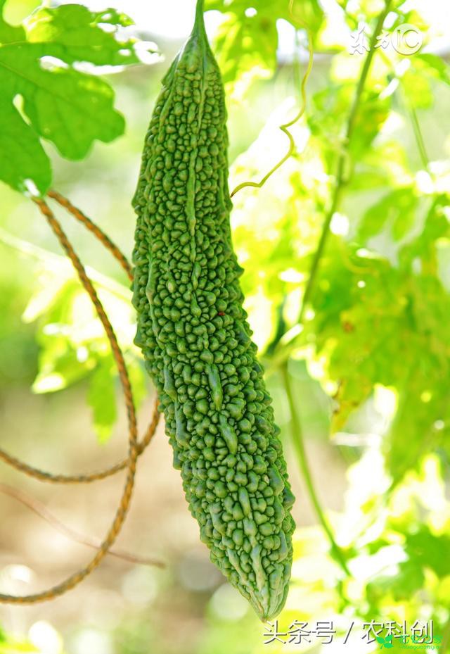 苦瓜种植技术
