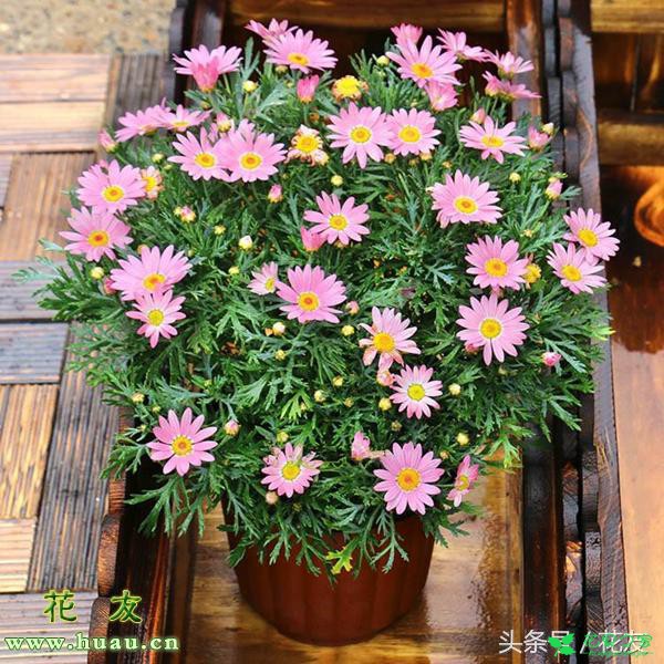 绿植花草盆栽上盆及养护本领