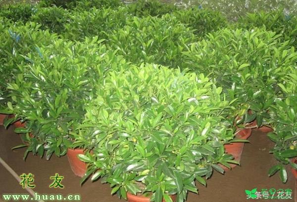 绿植花草盆栽上盆及养护本领