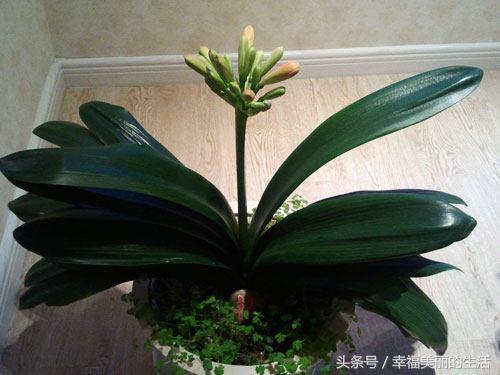 君子兰养殖的技巧 君子兰老根的养殖方法