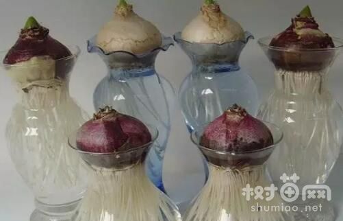 1、准备水培容器