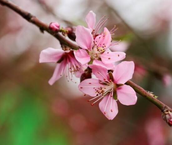 桃花怎么养