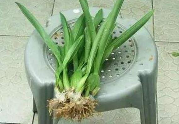 文心兰怎样换盆