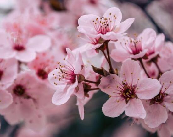 桃花怎么养